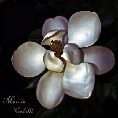 MAGNOLIA_5812.jpg
