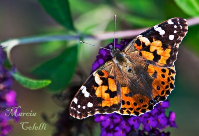 PAINTED LADY_0818-a.jpg