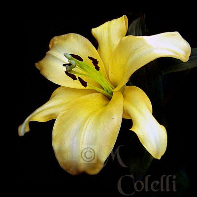 YELLOW ASIATIC LILY 6634b.jpg