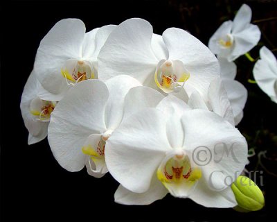 white orchid 4456 .jpg