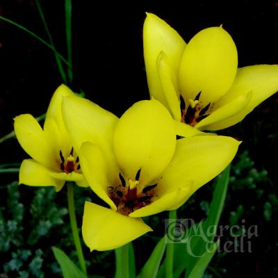 YELLOW TULIPS 1492C .jpg