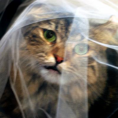 WHAT DO YOU MEAN IT IS NOT MY VEIL !! 2856 a.jpg