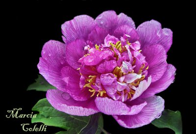 PINK TREE PEONY 1506 .jpg