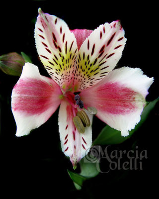 ALSTROEMERIA 7156a .jpg