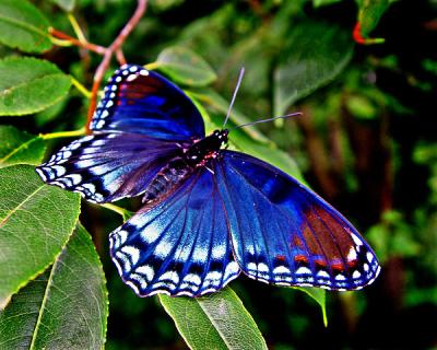 RED SPOTTED PURPLE ADMIRAL BUTTERFLY 9913  a.jpg