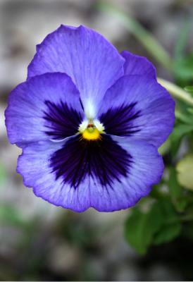 PURPLE PANSY_3729 .jpg