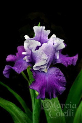 IRIS_4133 .jpg