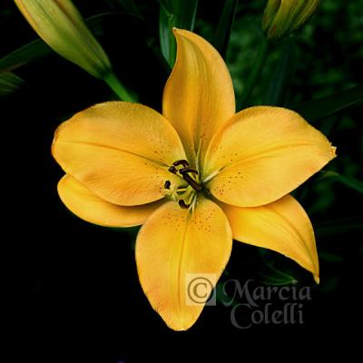 YELLOW ASIATIC LILY 4469 .jpg