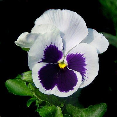 WHITE PANSY 1692 .jpg