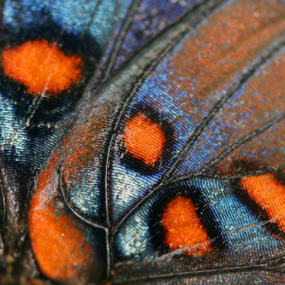 RED SPOTTED PURPLE ADMIRAL BUTTERFLY WING_0408 .jpg