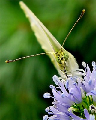 CABBAGE WHITE BUTTERFLY 0120_.jpg