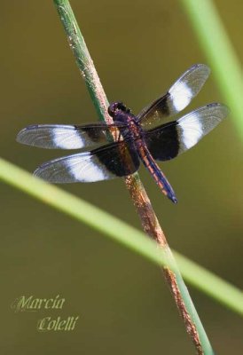 WIDOW SKIMMER DRAGONFLY -6107.jpg