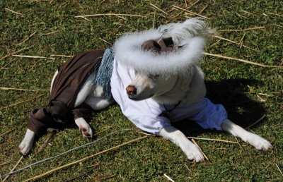 Renaissance Dog