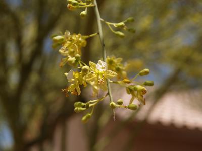 Palo Verde uncropped.jpg