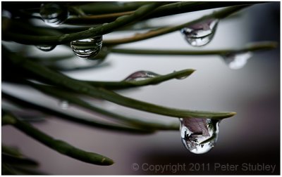 Mugo pine drops.