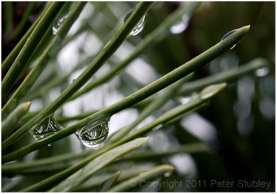 Drops inside the mugo pine.