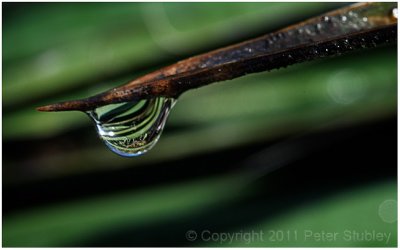 Yucca drop.