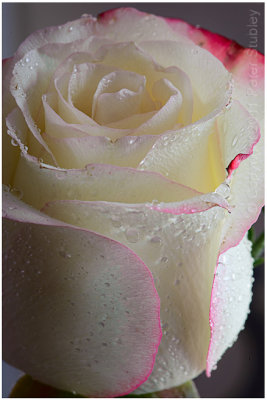 White rose, version 2.