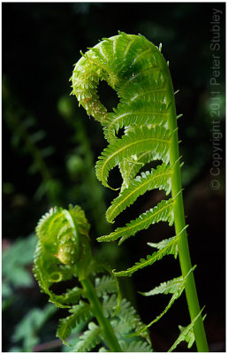 Fiddlehead.