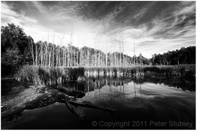 Dead trees.