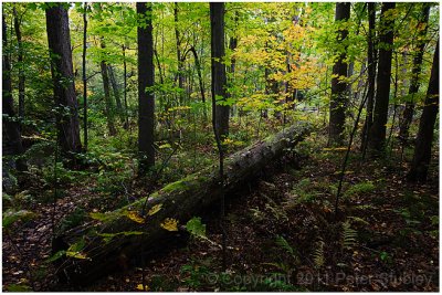 Fallen log.