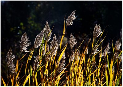 Autumn grasses (backlit, of course).