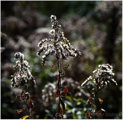 More autumn backlighting.