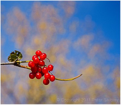 Red and yellow and blue.