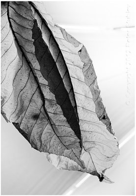 Leaves -- the high-key version.