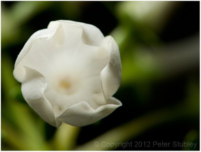 Little white flower.