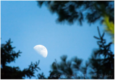 Half moon trees.