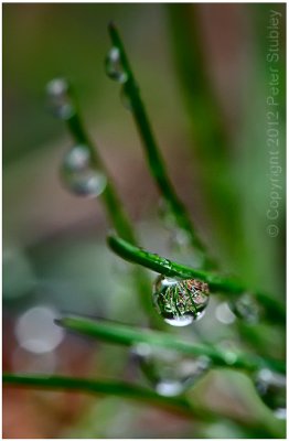 More May rain.