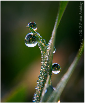 More August dew.