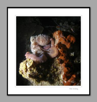 Octopus, Turtle Reef