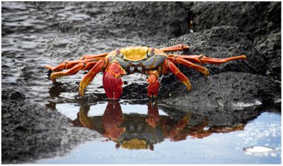 Sally-lightfoot crab, Galapagos