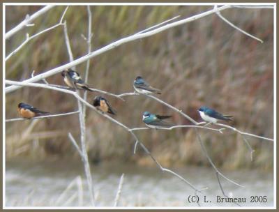 Hirondelle bicolore, Hirondelle rustique