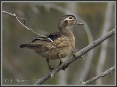 Canard Branchu femelle