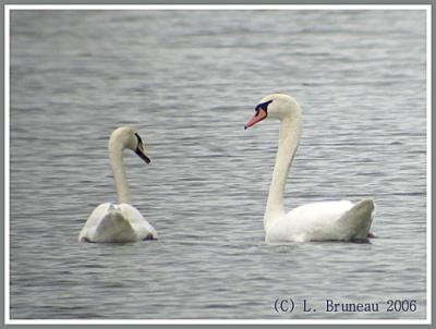 Cygne Tubercul