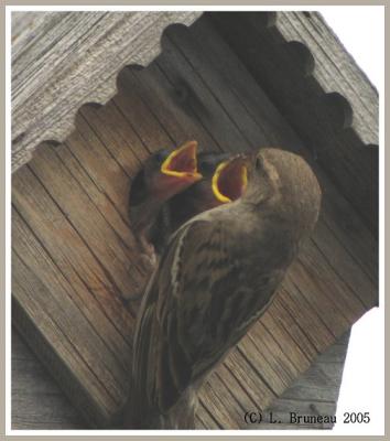 Moineau femelle et ses petits