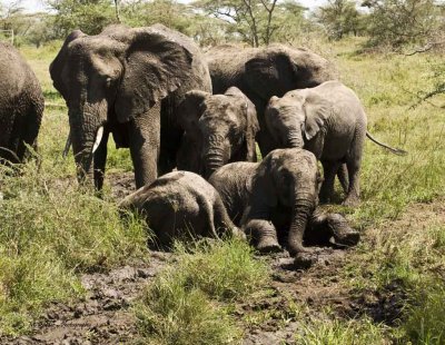 Elephant family enjoying a mud hole