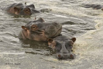 Hippos