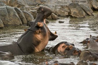 The big yawn - hippos