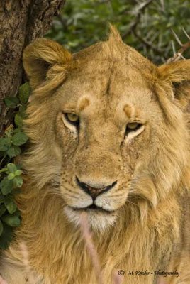 775_1162_young male lion_Serengeti.jpg
