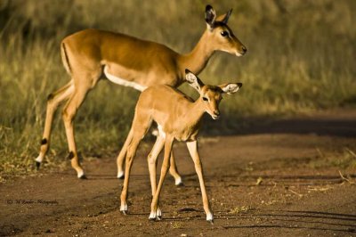 Impala with young