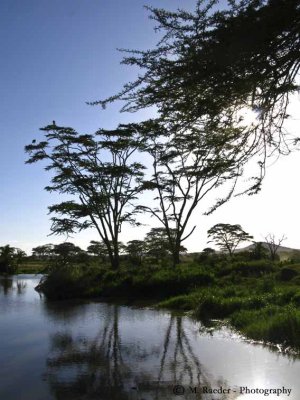 Morning light - Ndutu