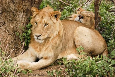 Young male lions