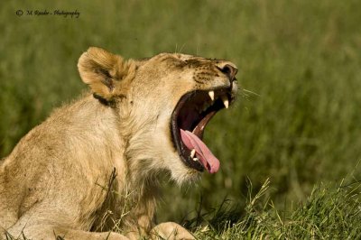 Young male lion