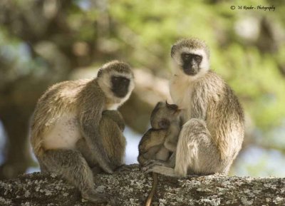 Vervet Monkeys with babies suckling
