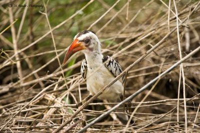 Red-billed Hornbill