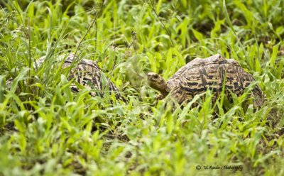 Tortoises in the grass